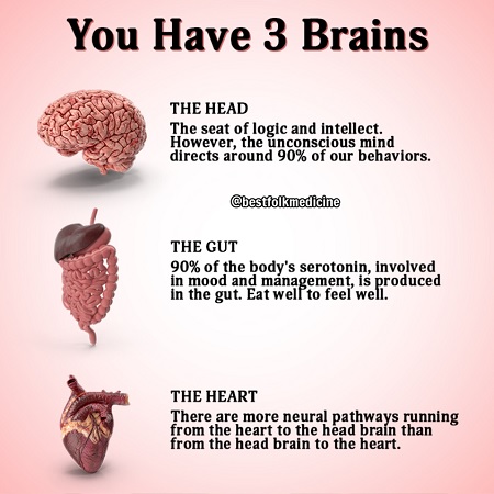 You Have Three Brains